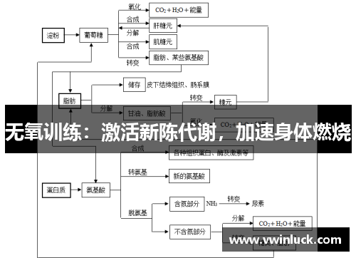 无氧训练：激活新陈代谢，加速身体燃烧